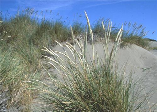 Ammophila arenaria