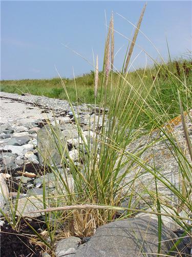 Ammophila breviligulata