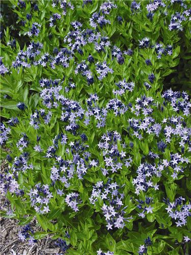 Amsonia Blue Ice