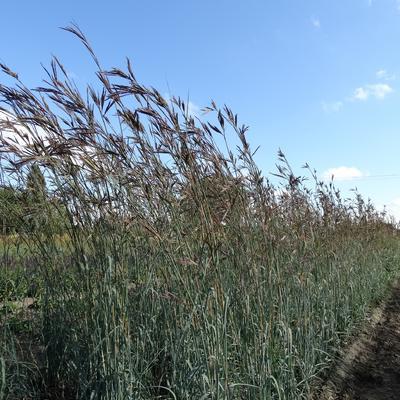 Andropogon J.S. Purple Konza