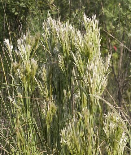 Andropogon glomeratus