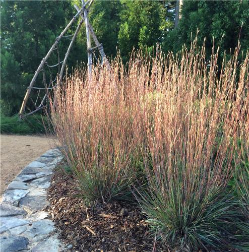Andropogon scoparius (Schizachyrium)