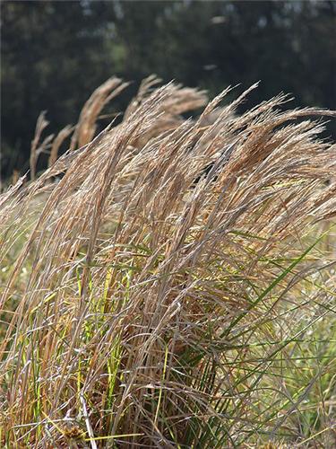 Andropogon virginicus