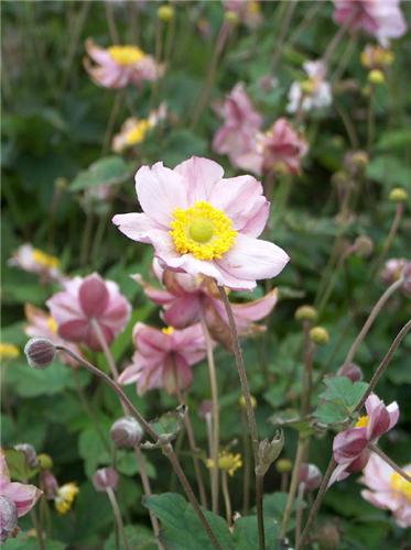 Anemone 'Serenade'