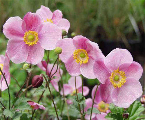 Anemone Hadspen Ab