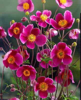 Anemone Pamina