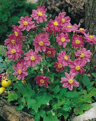 Anemone Prinz Hein