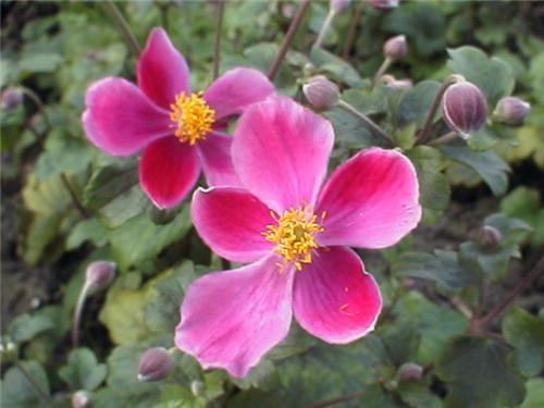 Anemone hupehensis
