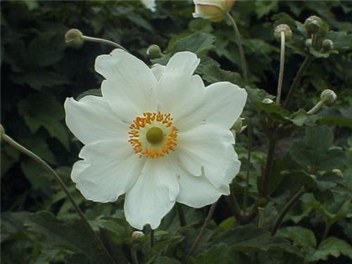 Anemone japonica '