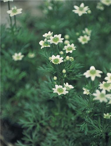 Anemone multifida -White Annabella-