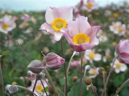 Anemone tomentosa 