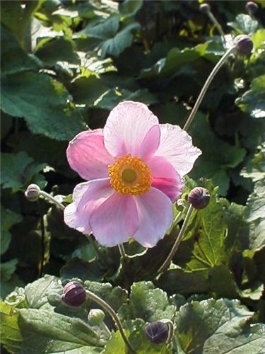 AnemoneRichardAhre