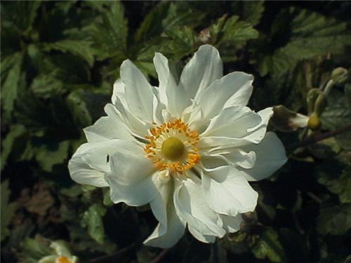 AnemoneWhirlwind