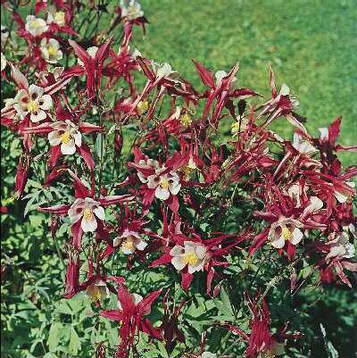 Aquilegia Crimson 