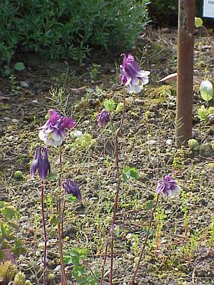 Aquilegia alpina.1