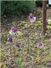 Aquilegia alpina.1