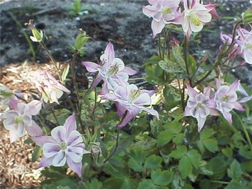 Aquilegia bertolon