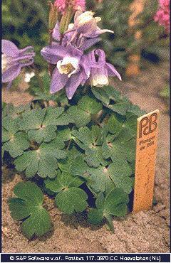 Aquilegia flabella