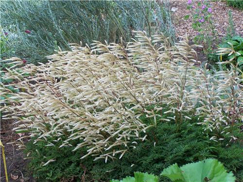 Aruncus Guinea-Fow