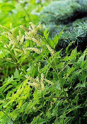 Aruncus aethusifol