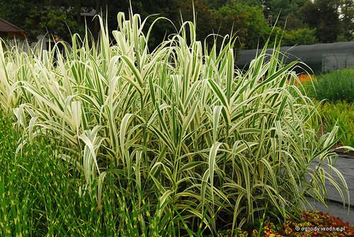 Arundo donax Aureovariegata