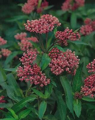 Asclepias inc. Cin