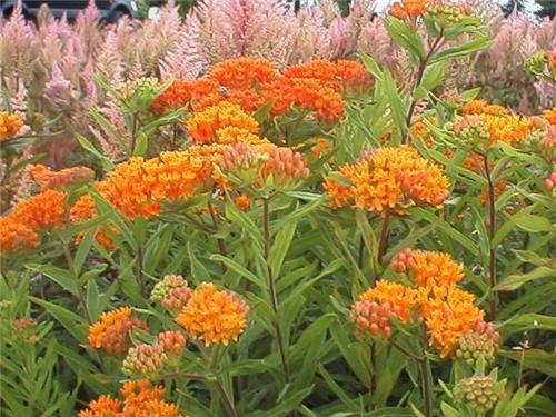 Asclepias tuberosa