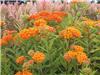 Asclepias tuberosa