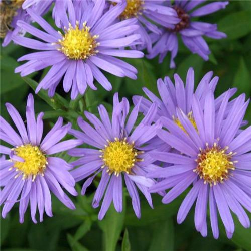 Aster (D) Blauer Gletscher