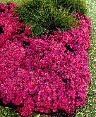 Aster (D) Heinz Richard