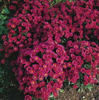 Aster (D) Jenny