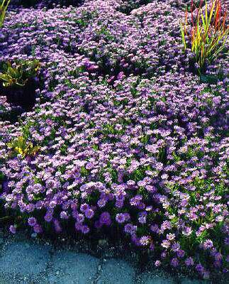 Aster (D) Mittelme