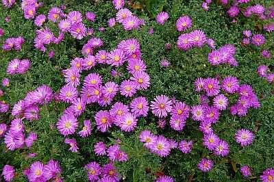 Aster (D) Nesthaekchen