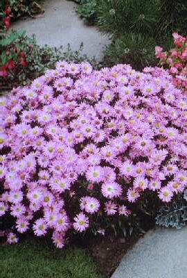 Aster (D) Rosenwic