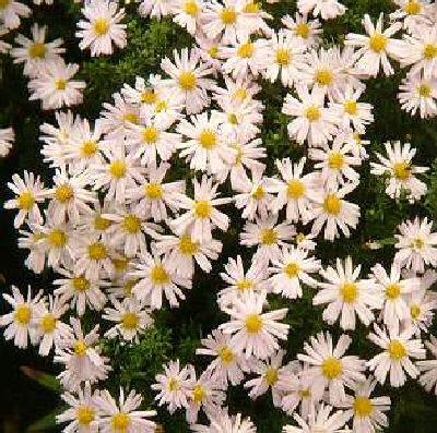 Aster (D) Schneeki