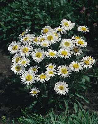 Aster alpinus Albu