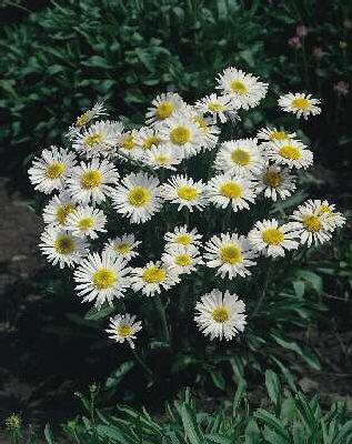 Aster alpinus Albu