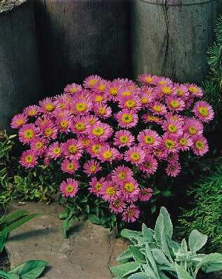 Aster alpinus Happ