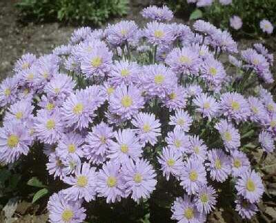 Aster alpinus Warg