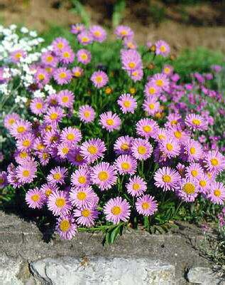 Aster alpinus