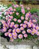 Aster alpinus