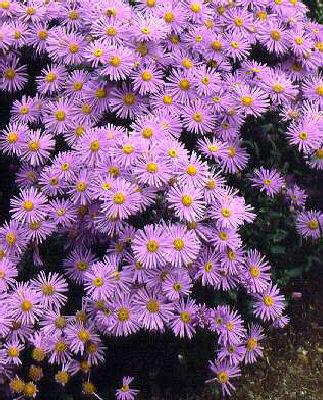 Aster amellus Danz