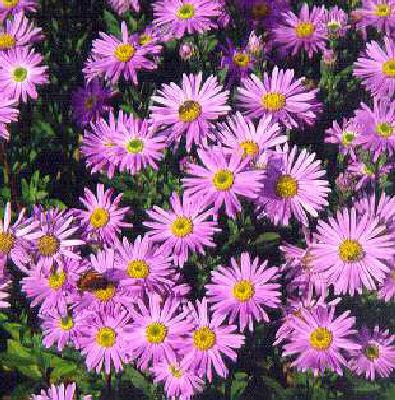 Aster amellus Dr. 