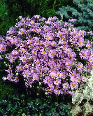 Aster amellus Rudo