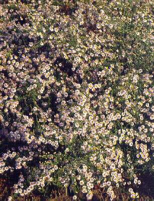 Aster cordifolius 
