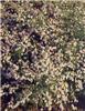 Aster cordifolius 