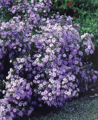 Aster cordifolius 