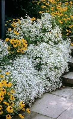 Aster divaricatus 