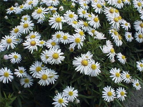 Aster dum.'Apollo'
