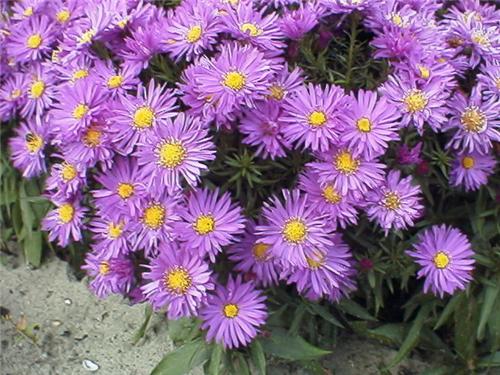 Aster dum.'Blue La